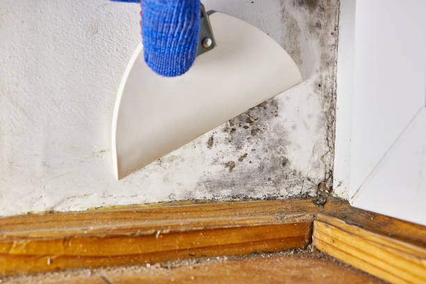 Best Mold Prevention Services  in Folsom, NJ